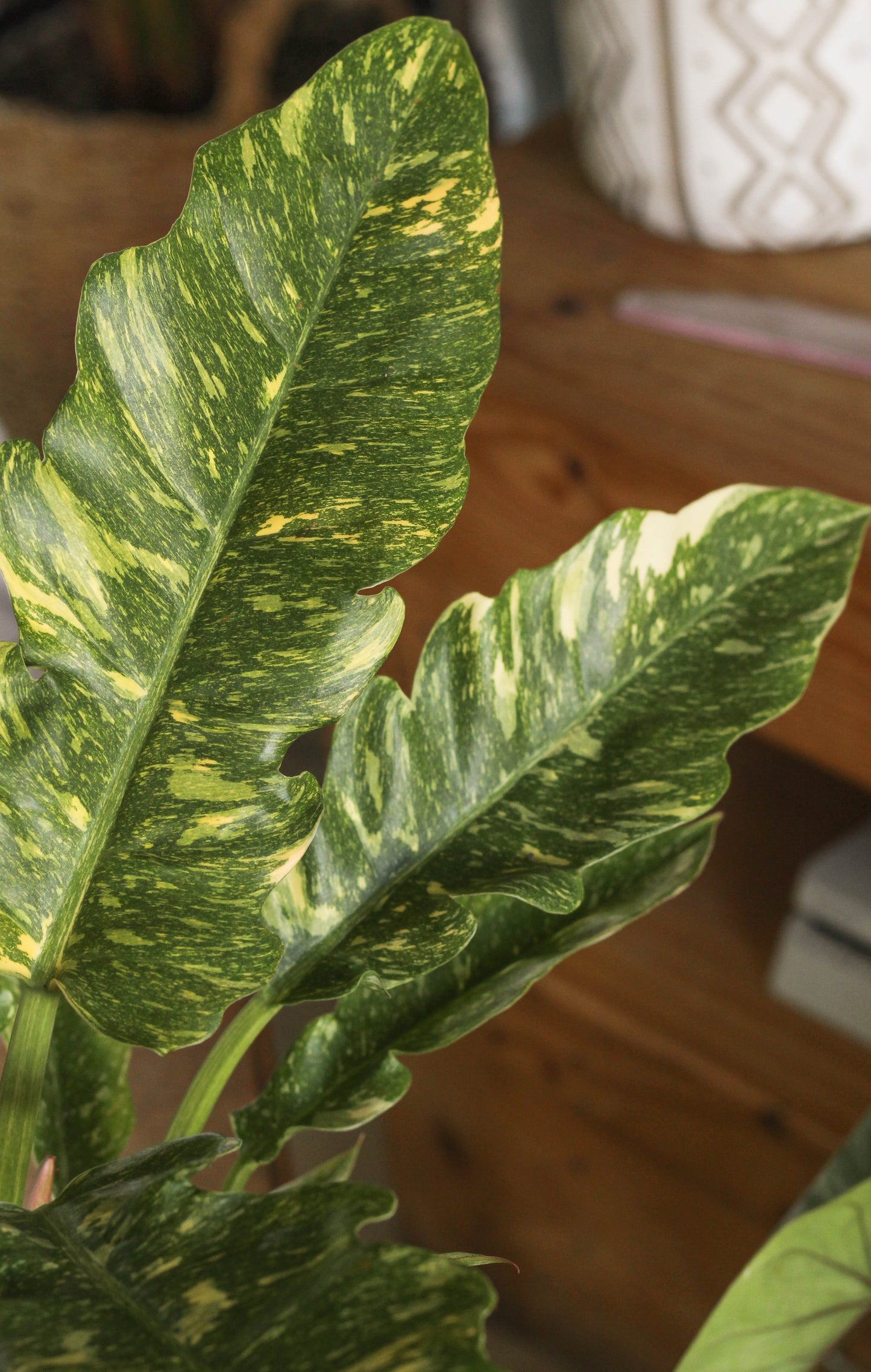 Philodendron Ring Of Fire
