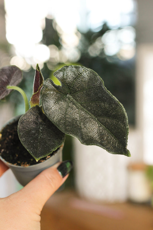 Alocasia Antorro Velvet.