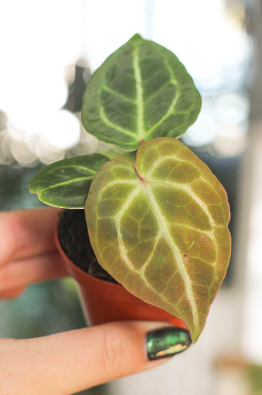 Anthurium Silverblush Mini