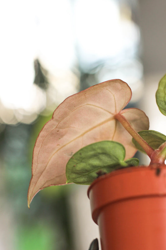 Anthurium Silverblush Mini