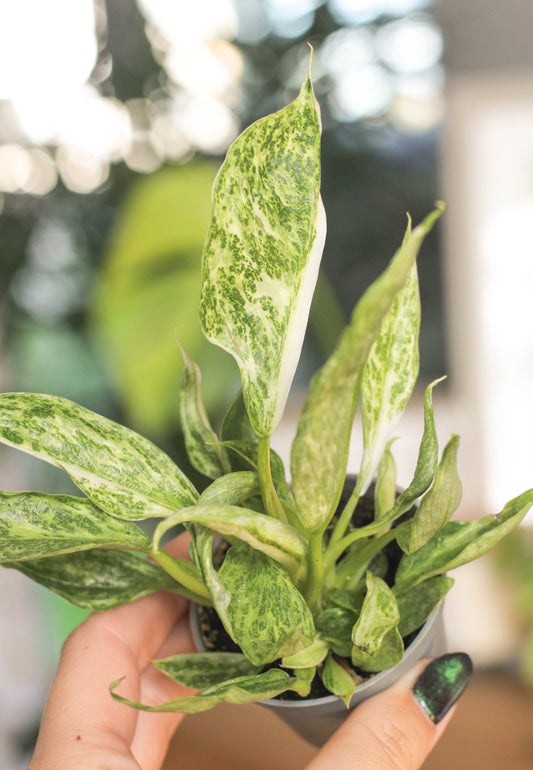 Philodendron Juose Buono Mini