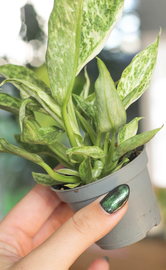 Philodendron Juose Buono Mini