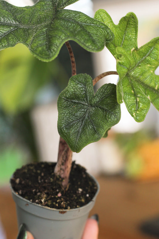 Alocasia Jacklyn