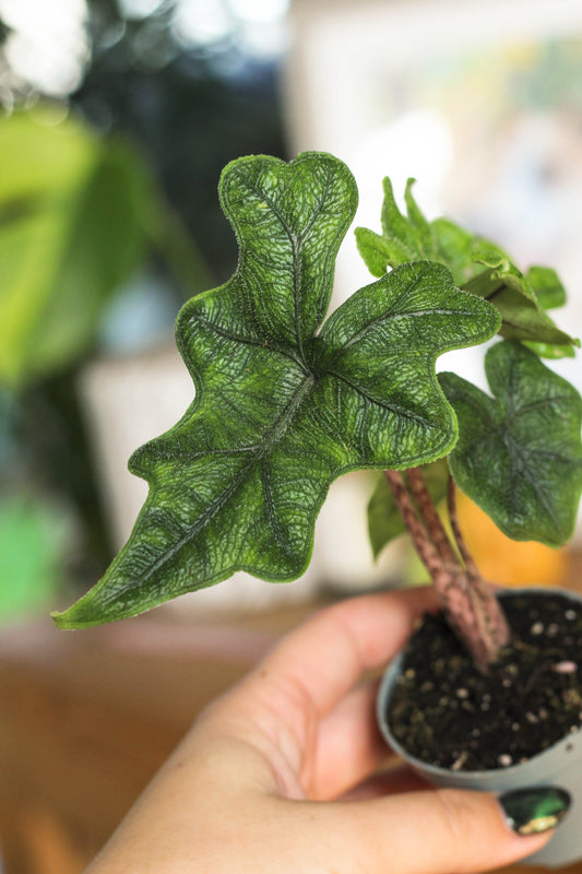 Alocasia Jacklyn