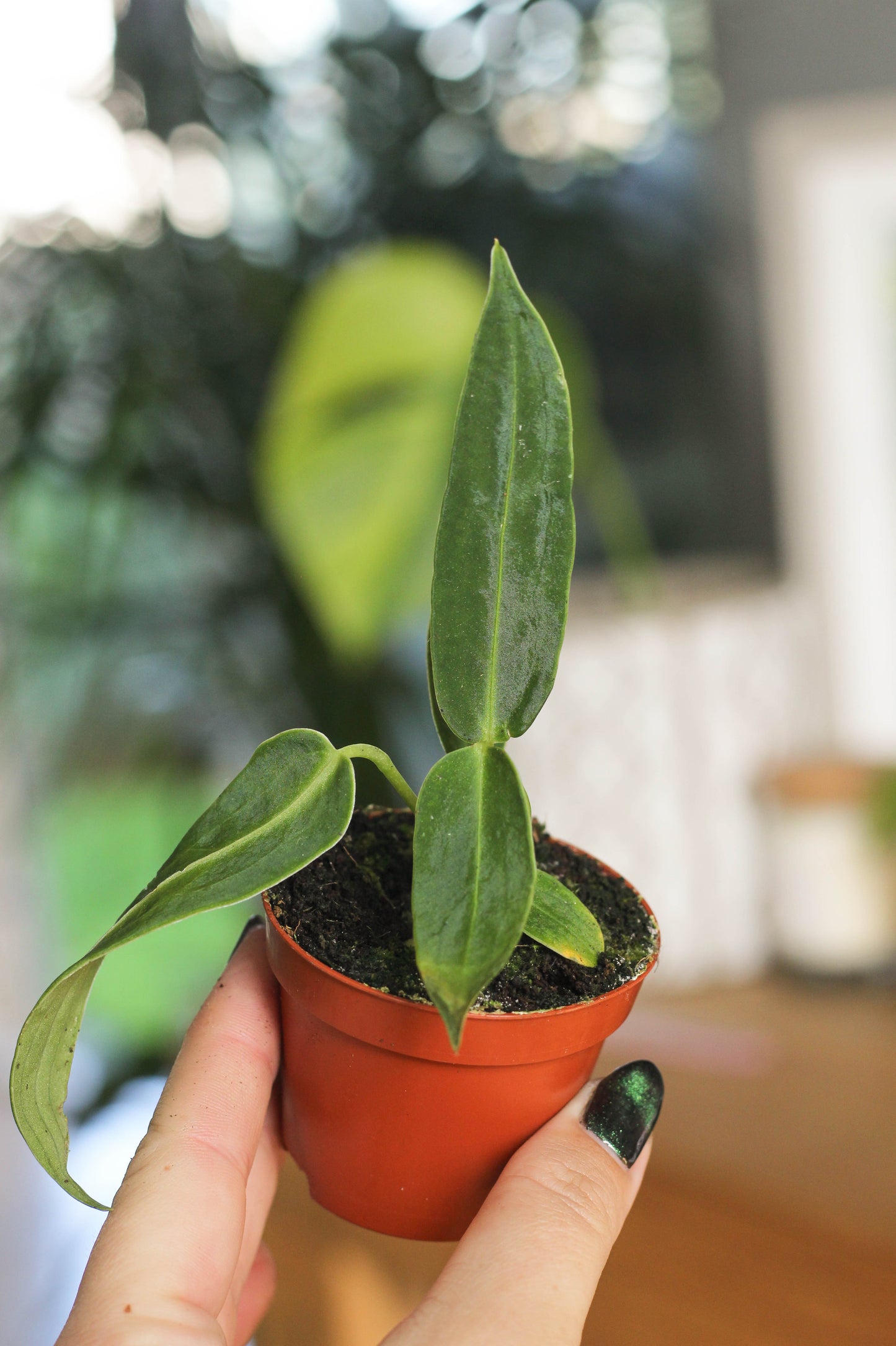 Anthurium Warocqueanum 6cm Pot