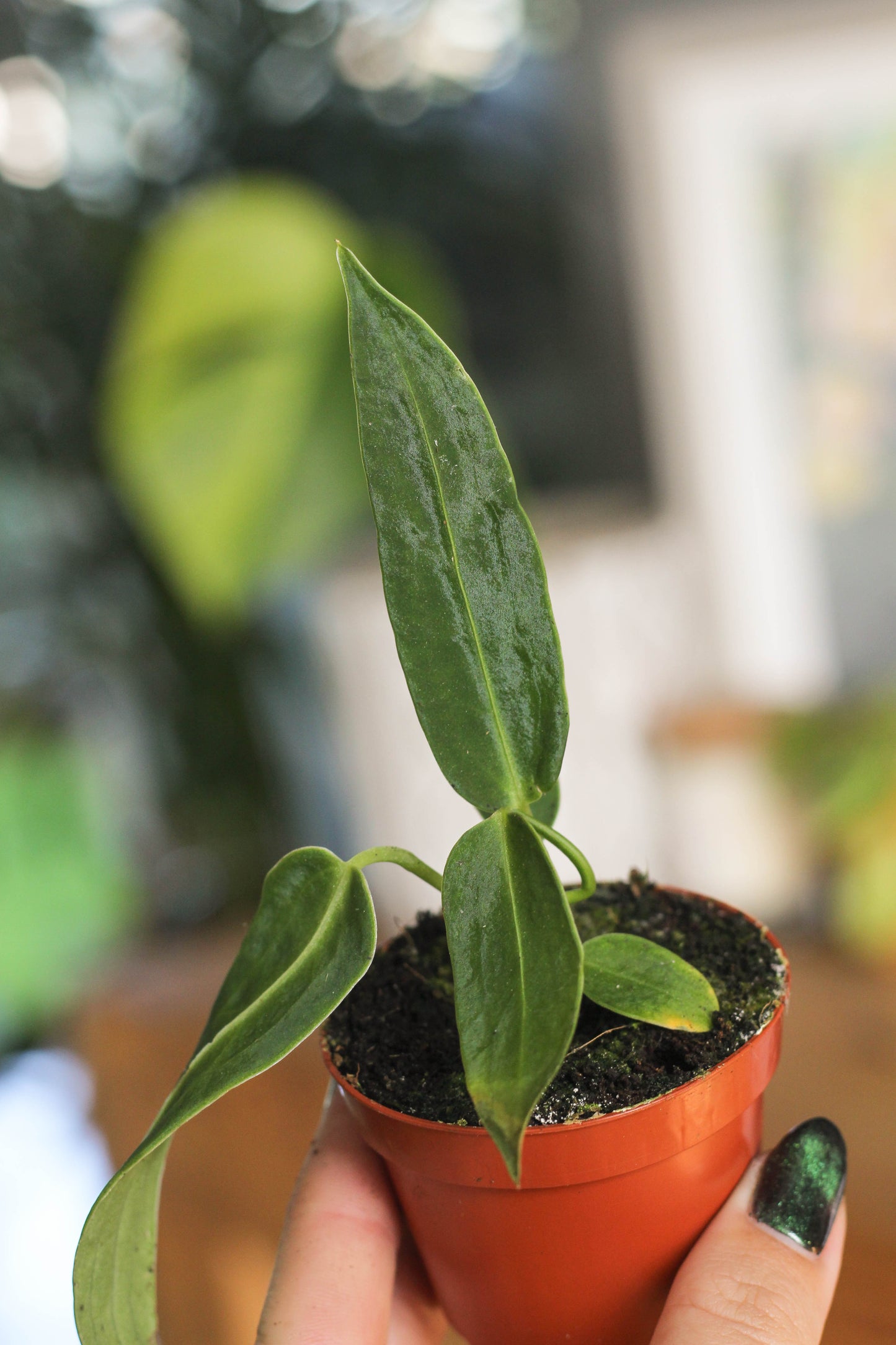 Anthurium Warocqueanum 6cm Pot