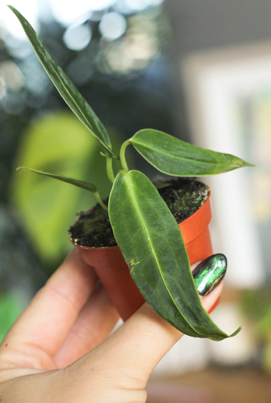 Anthurium Warocqueanum 6cm Pot
