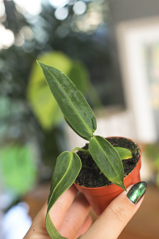 Anthurium Warocqueanum 6cm Pot