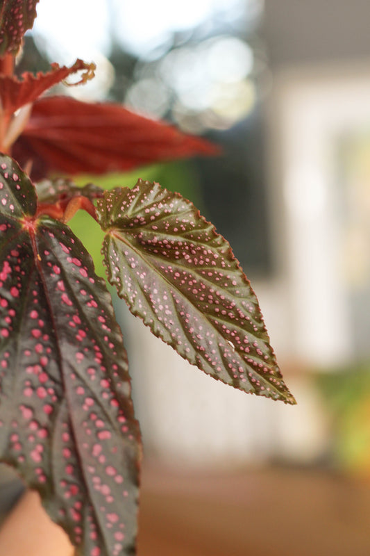 Begonia Pink Spot