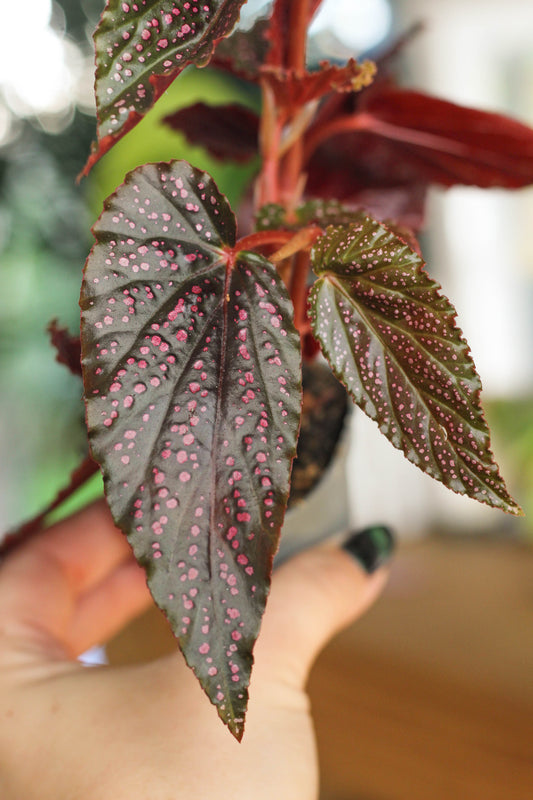 Begonia Pink Spot