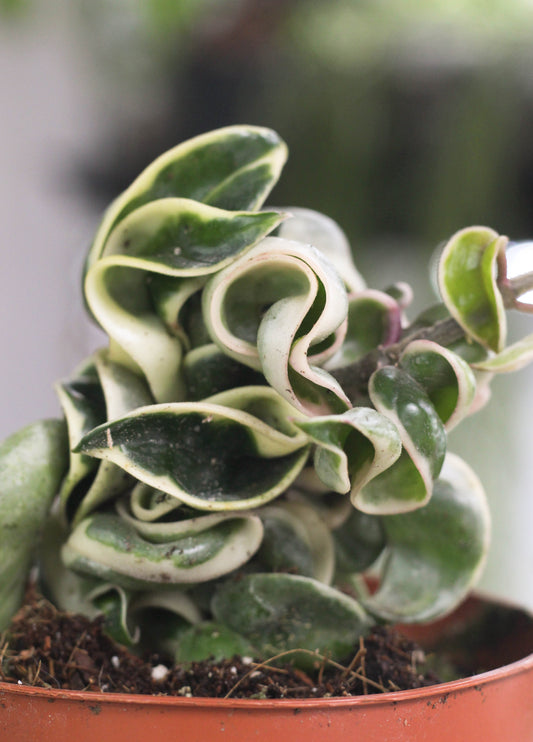 Hoya Carnosa Compacta Albo