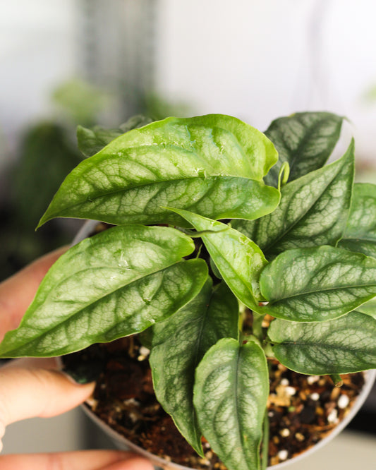 Monstera Siltepecana