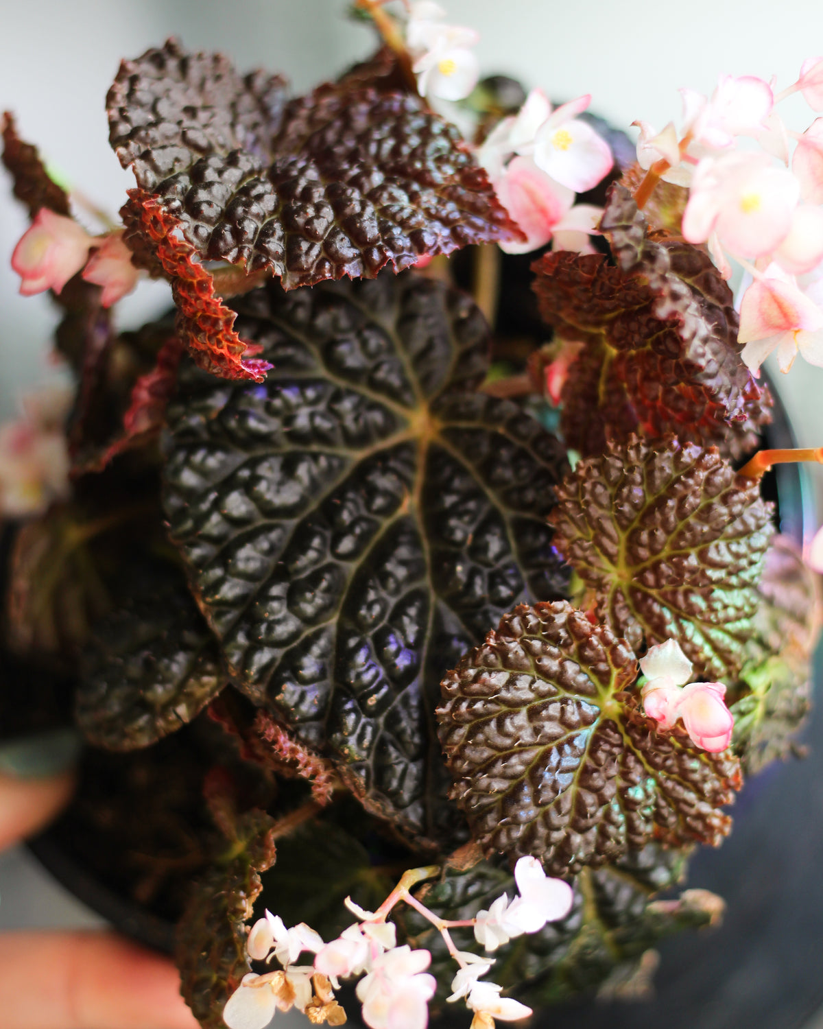 Begonia Masoniana Mountain