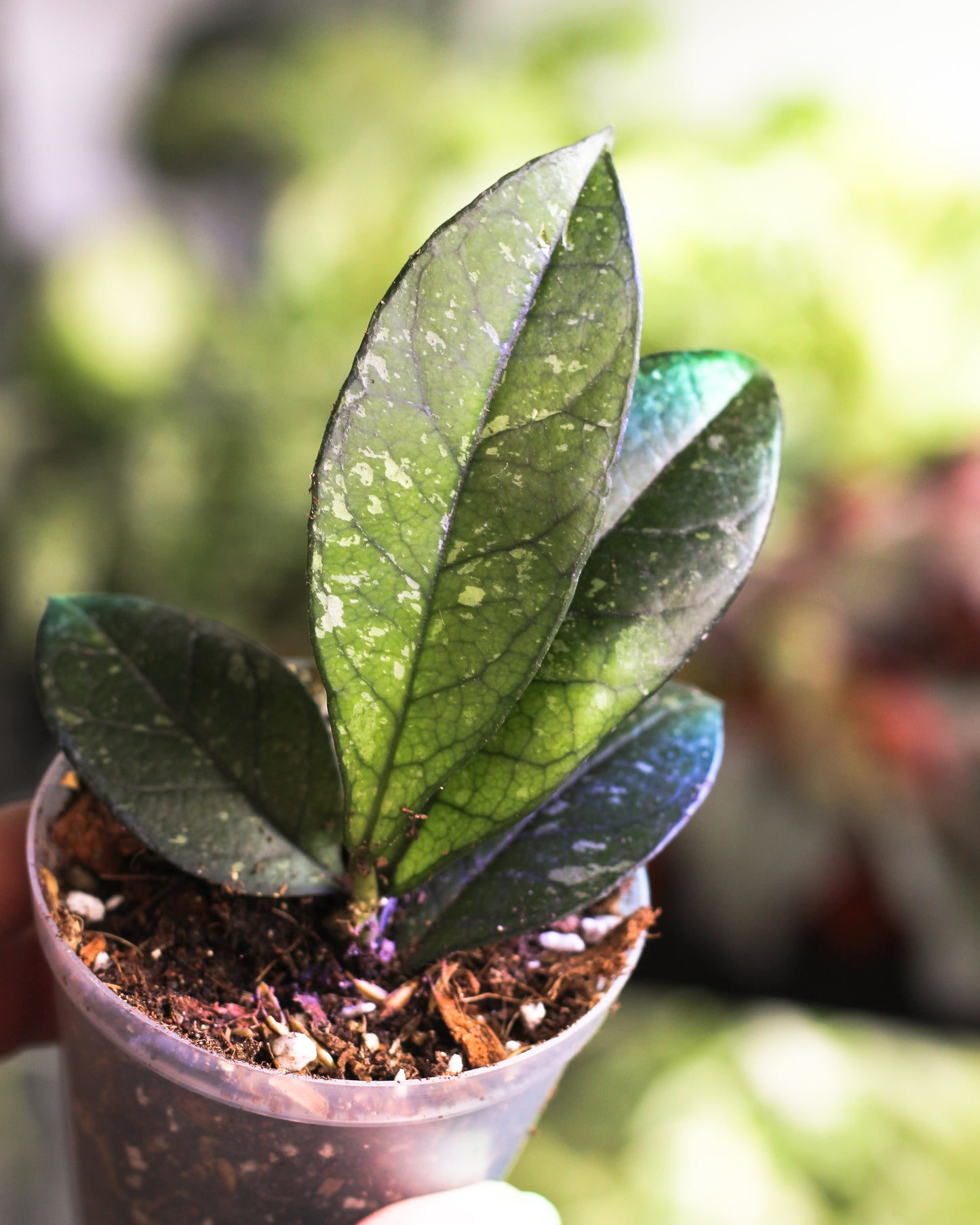 Hoya Crassipetiolata Splash
