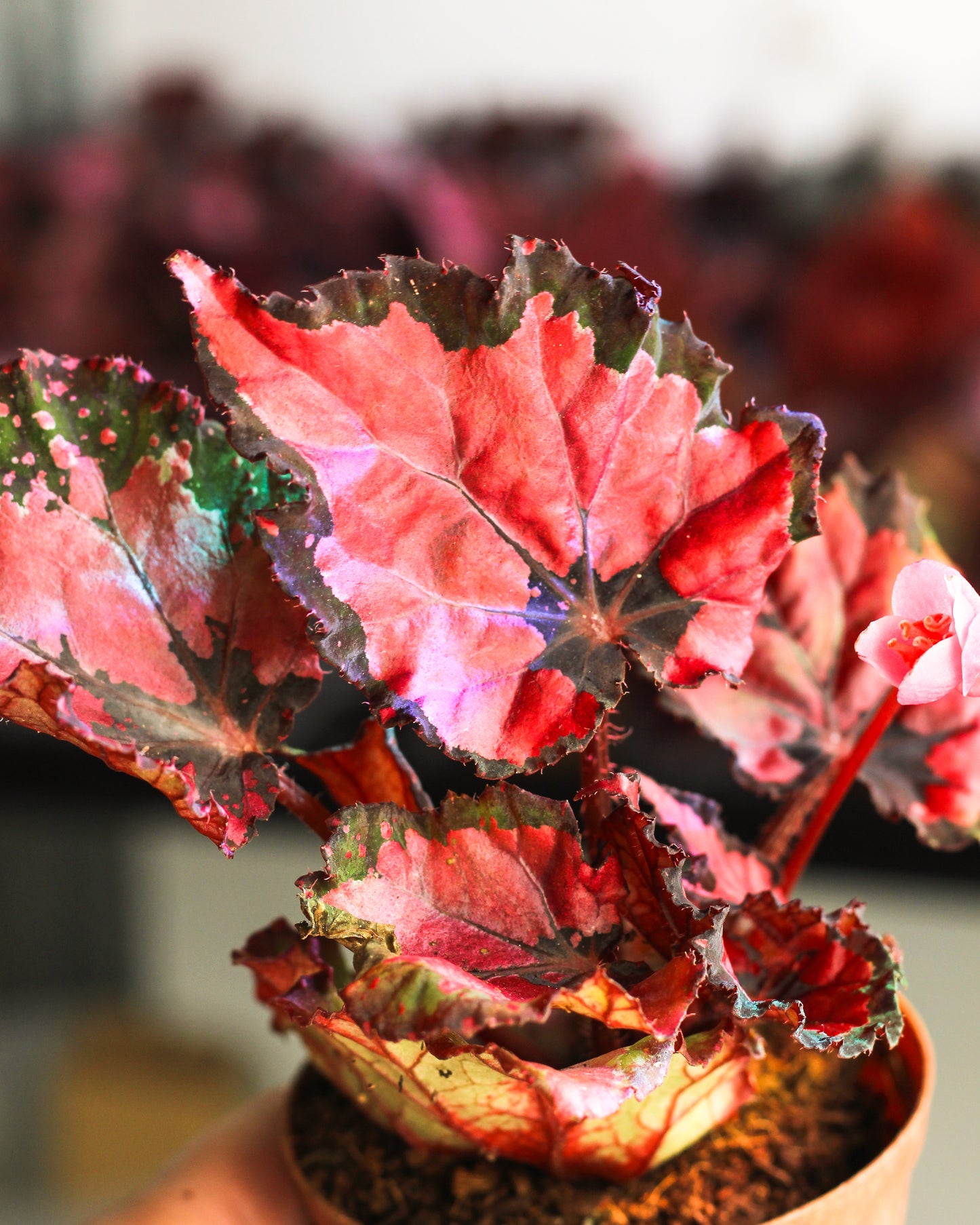 Begonia Inca Night