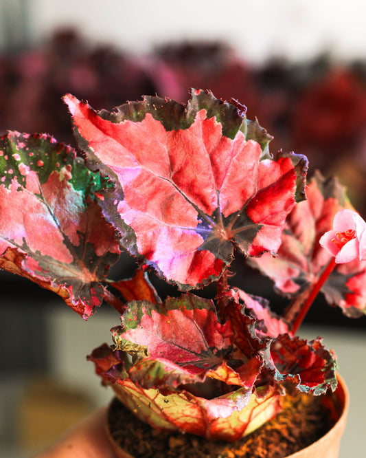 Begonia Inca Night