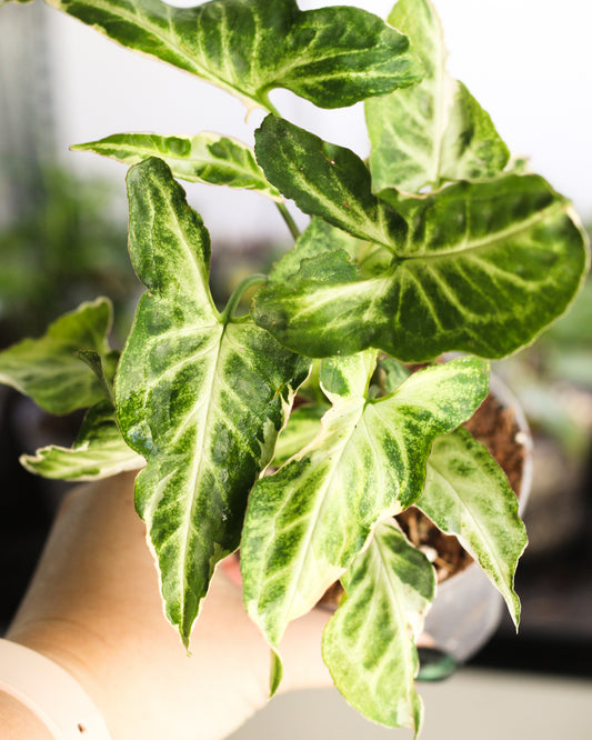 Syngonium Starlight