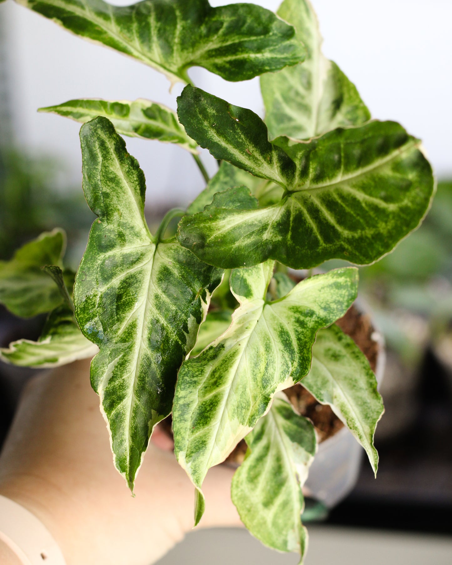 Syngonium Starlight