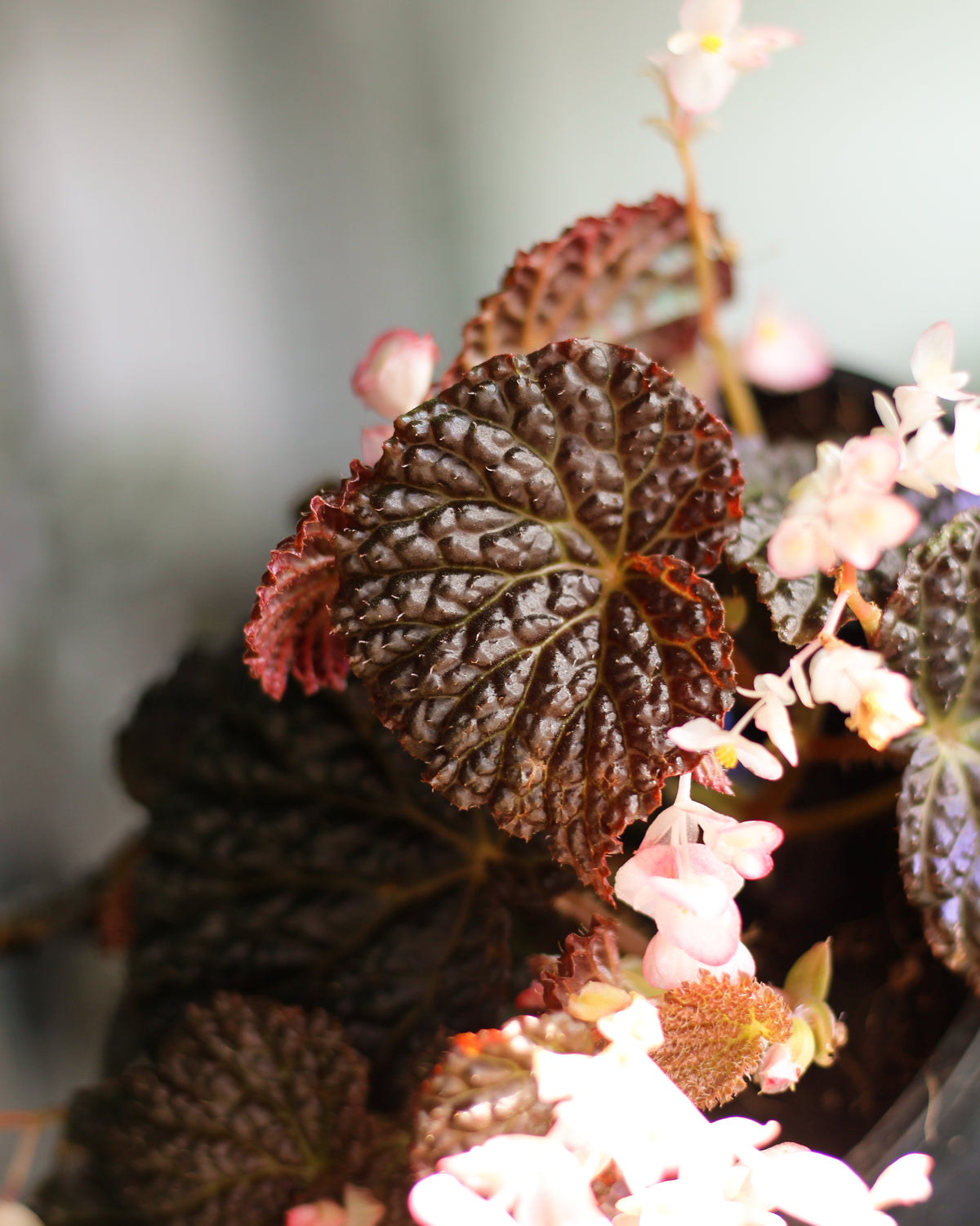Begonia Masoniana Mountain