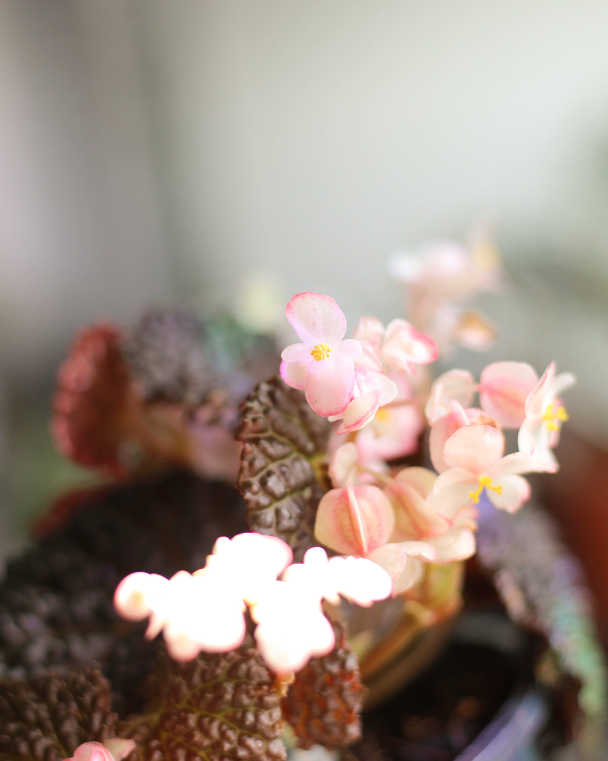 Begonia Masoniana Mountain