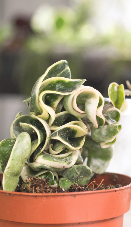 Hoya Carnosa Compacta Albo