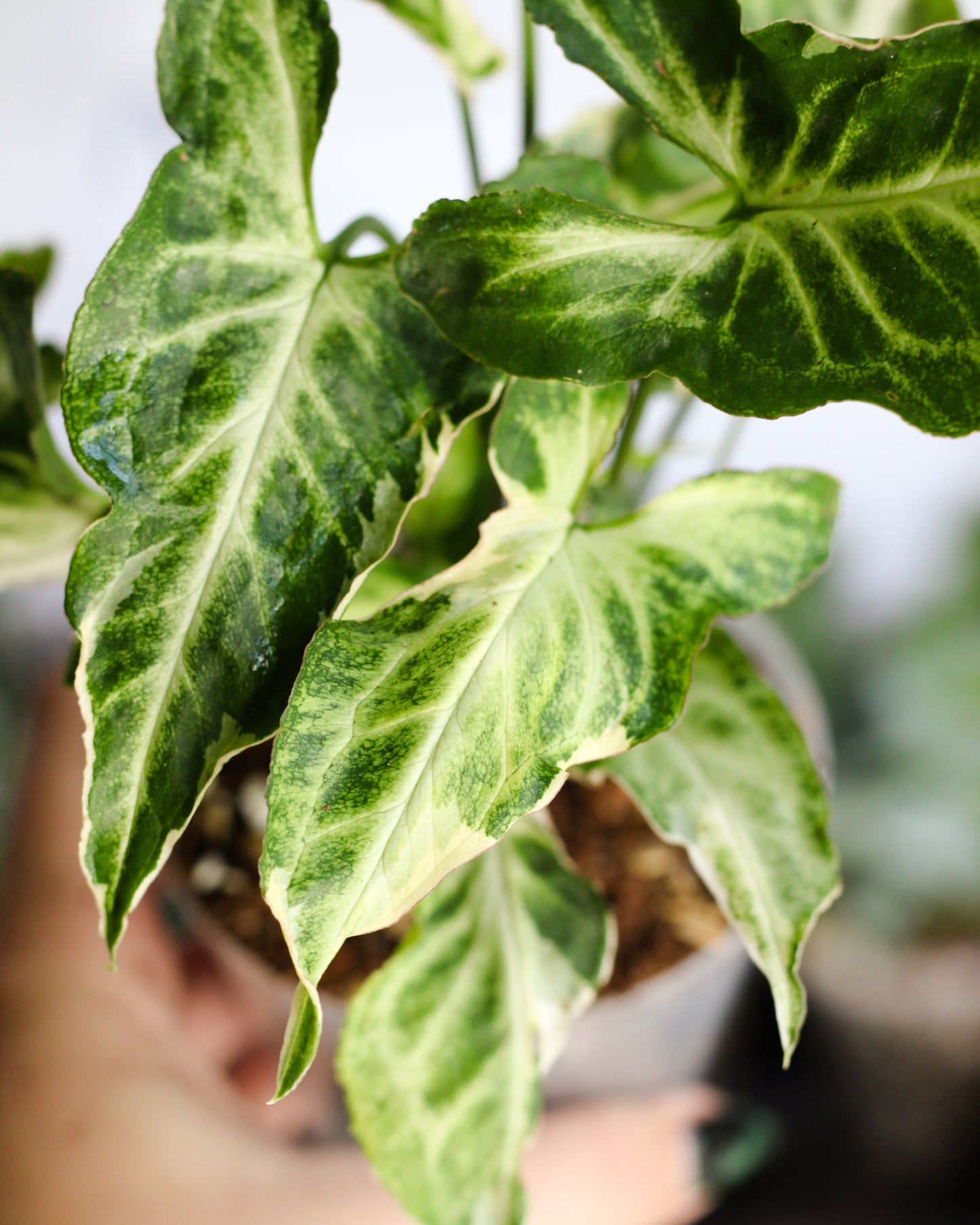 Syngonium Starlight