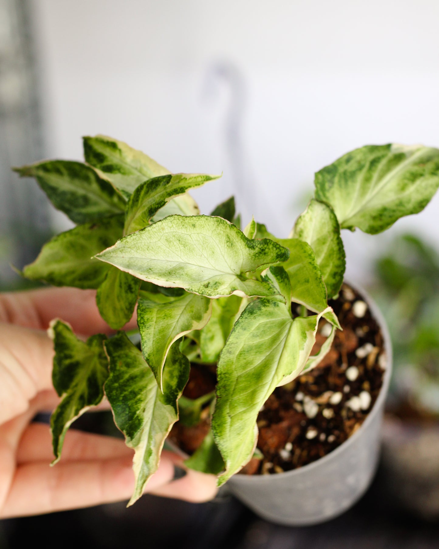 Syngonium Starlight