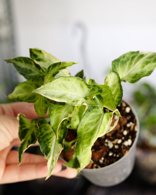 Syngonium Starlight