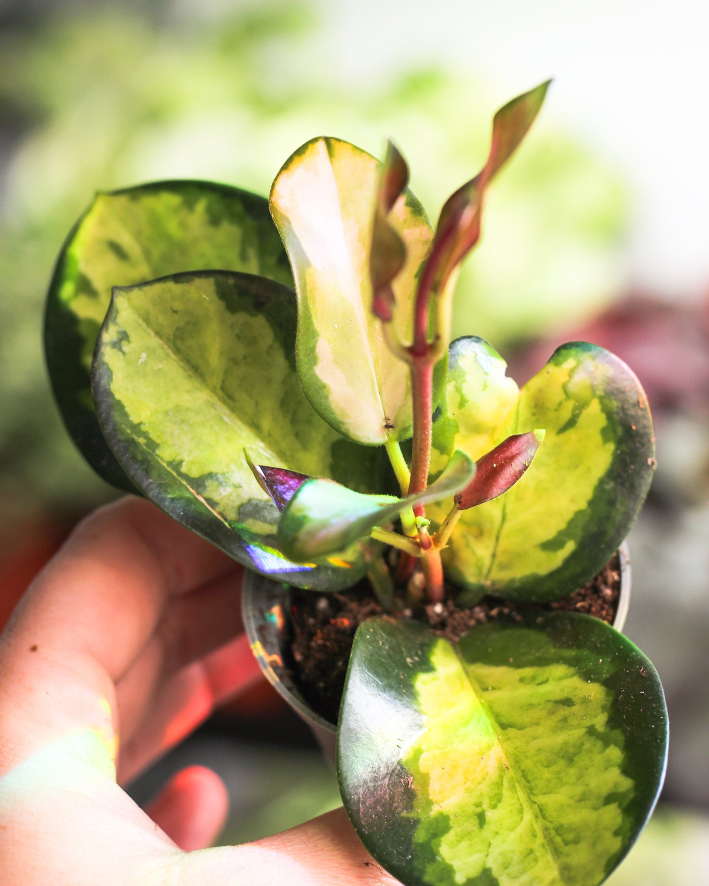 Hoya Australis Lisa ( Tricolor )