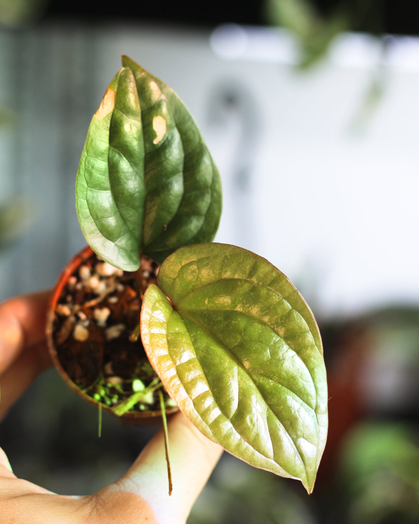 Anthurium Luxurians x Radicans
