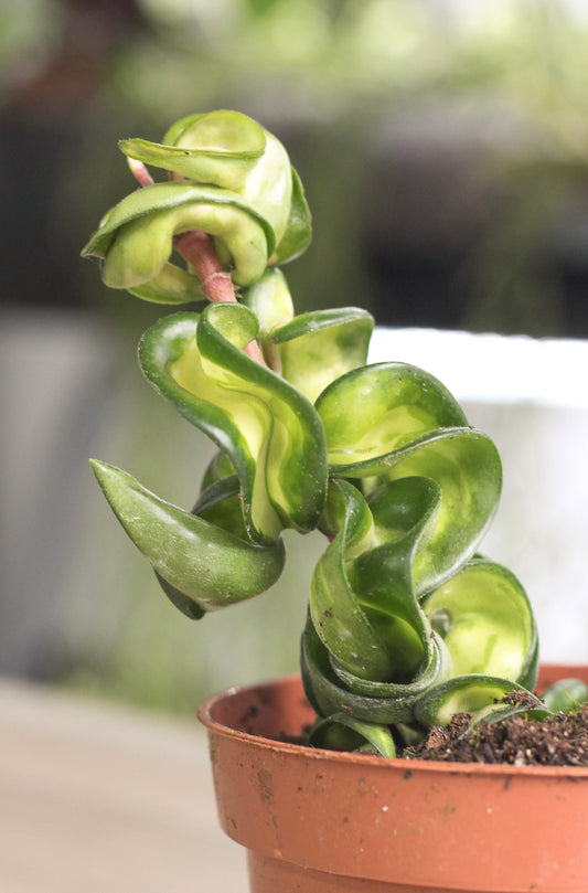 Hoya Carnosa Compacta Muano Loa