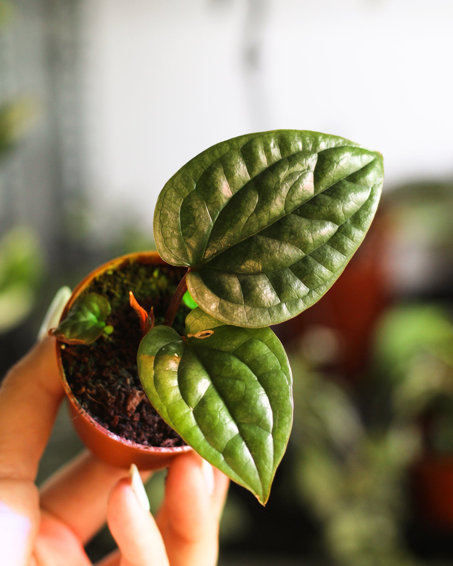 Anthurium Luxurians x Radicans