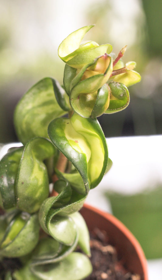 Hoya Carnosa Compacta Muano Loa