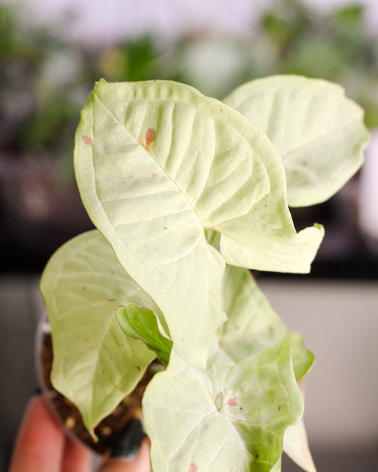 Syngonium Milk Confetti