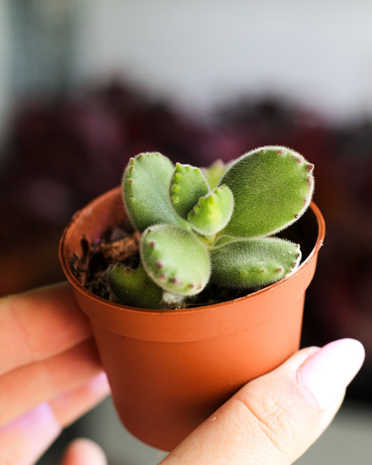 Cotyledon Tomentosa Inner Variegated