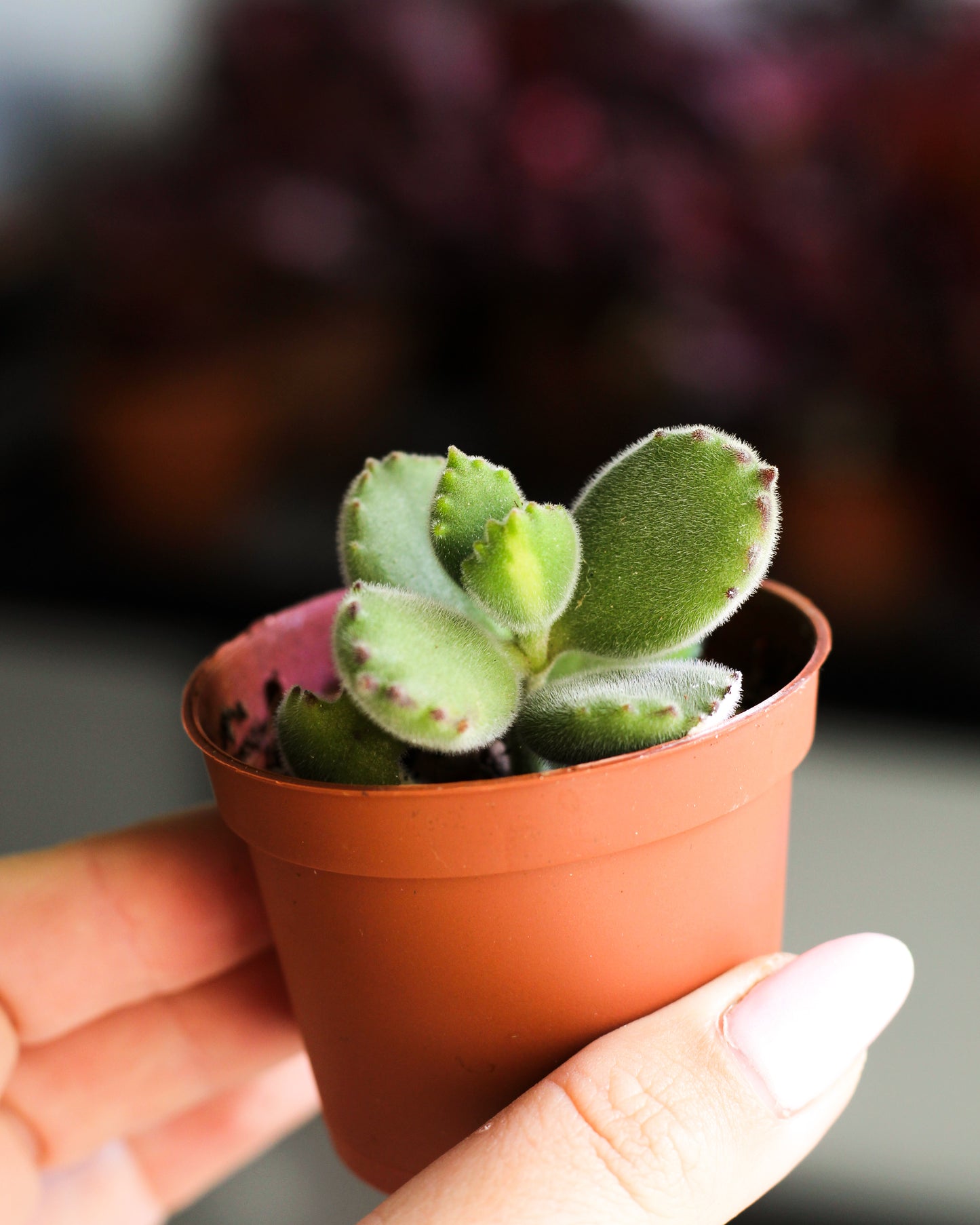 Cotyledon Tomentosa Inner Variegated