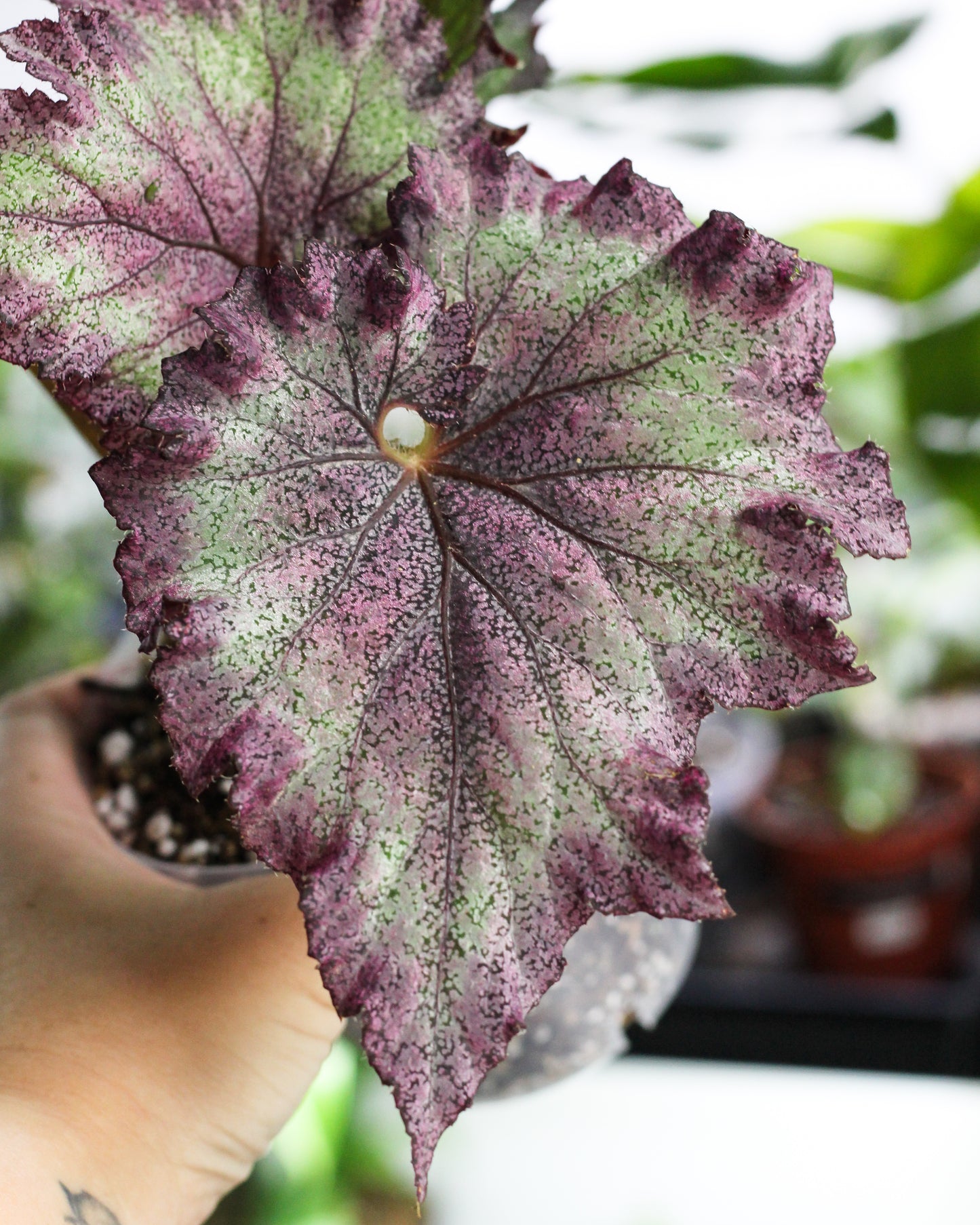 Begonia Transformer Prop