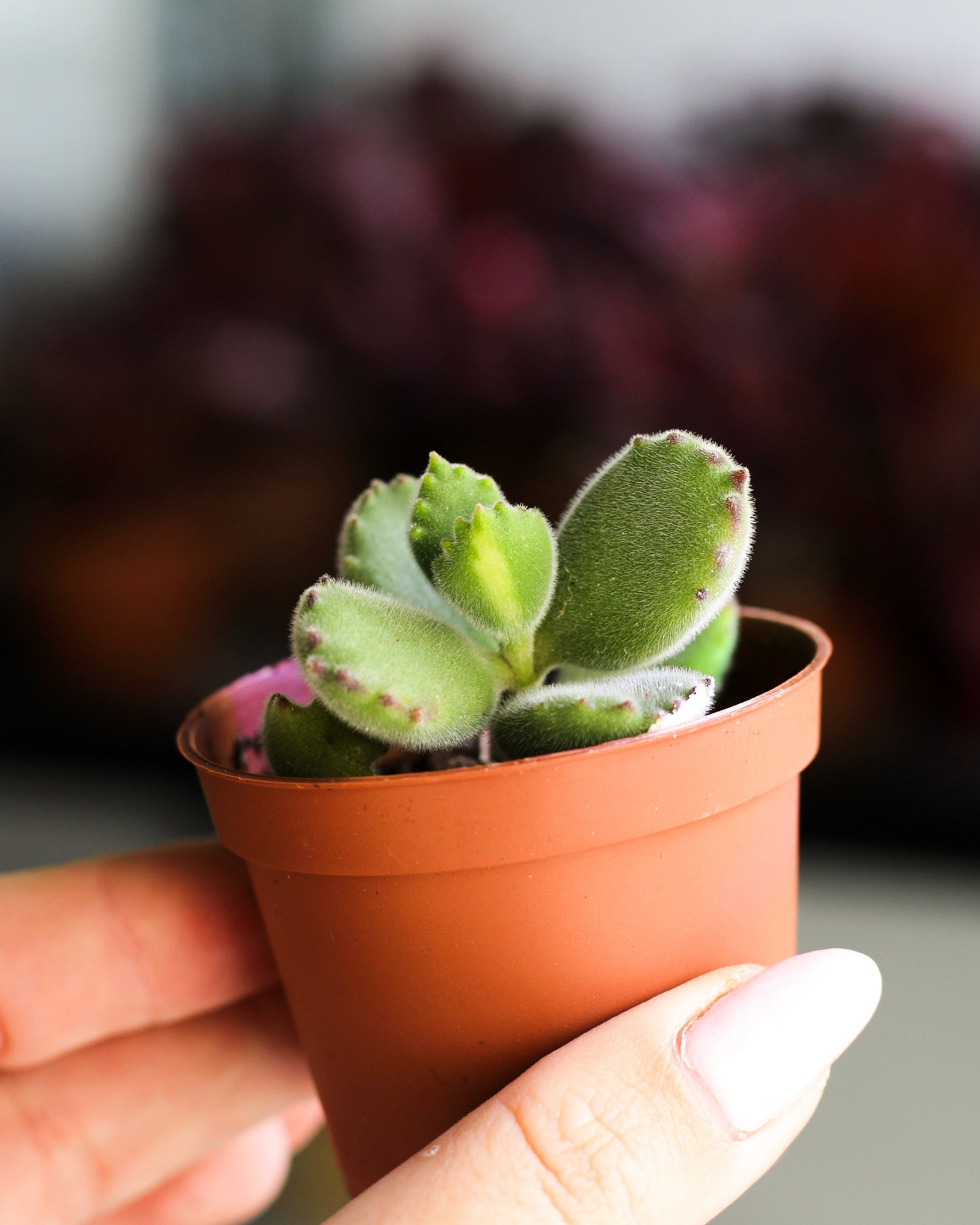Cotyledon Tomentosa Inner Variegated