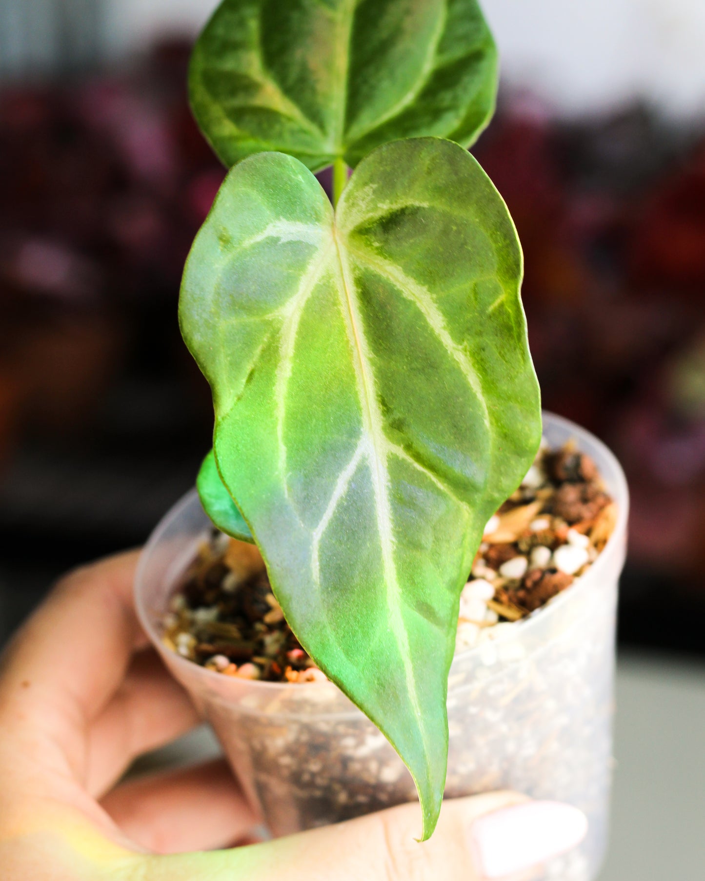 Anthurium Magnificum