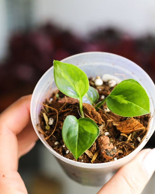 Global Green Pothos