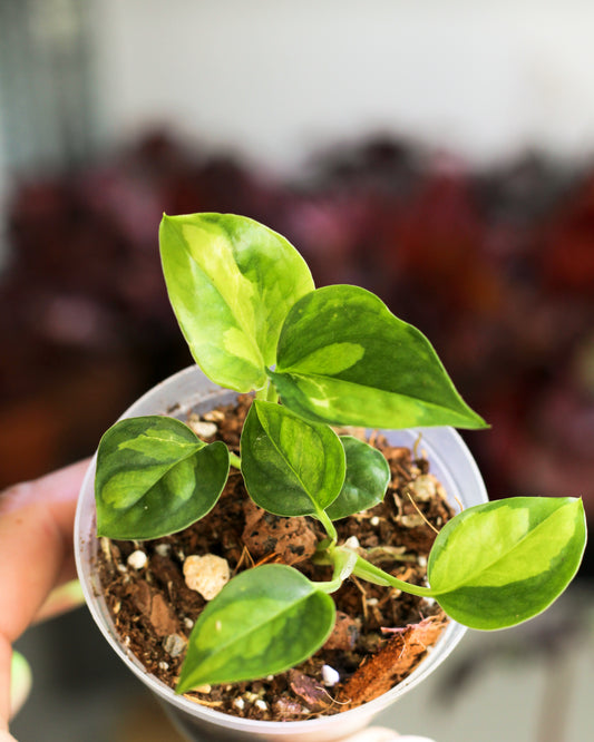 Global Green Pothos