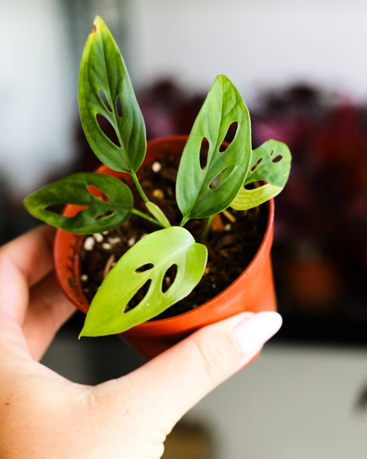 Monstera Adansonii Aurea Reverted
