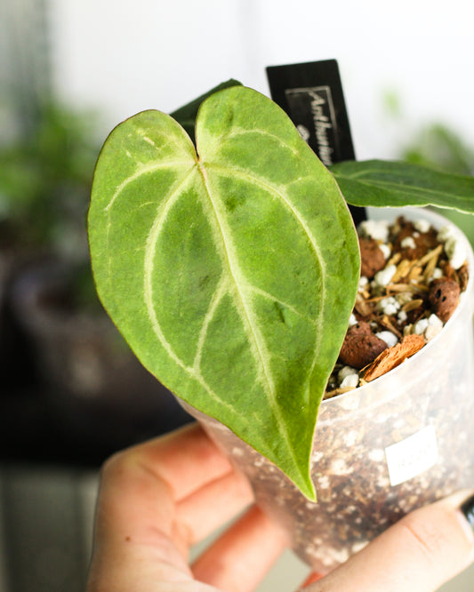 Anthurium NOID A