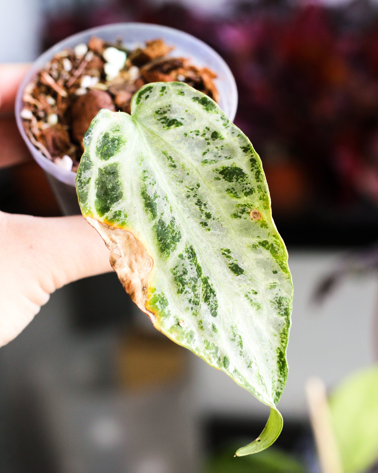 Anthurium Silverblush Variegated