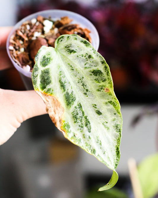 Anthurium Silverblush Variegated