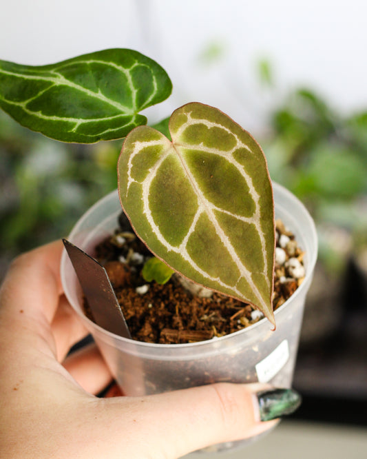 Anthurium – Sunnyy.Spott