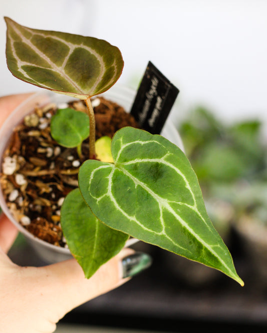Anthurium NOID B