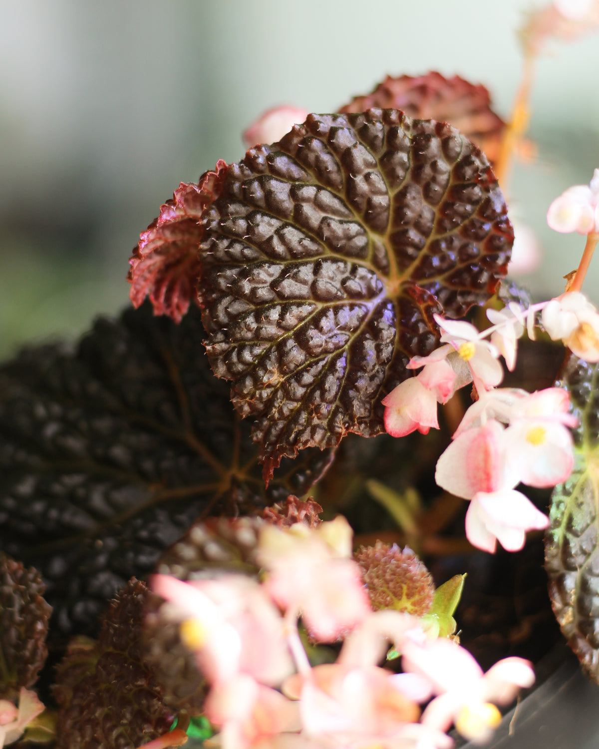 Begonia Masoniana Mountain