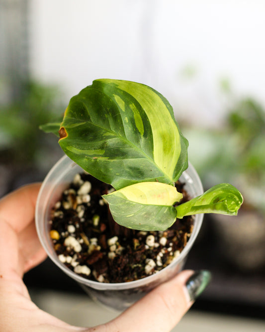 Maranta Variegata