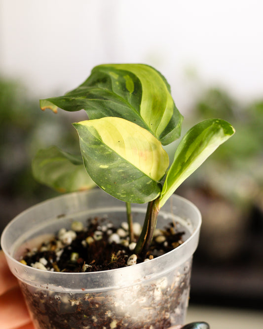 Maranta Variegata